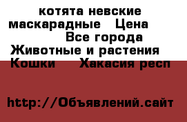 котята невские маскарадные › Цена ­ 18 000 - Все города Животные и растения » Кошки   . Хакасия респ.